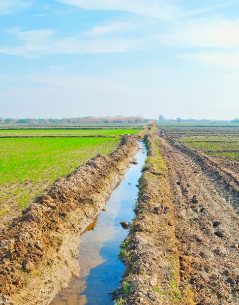 Agriculture